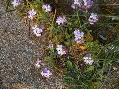 Matthiola tricuspidata