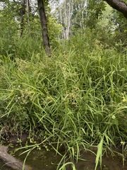 Scirpus polyphyllus