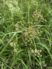 Scirpus polyphyllus