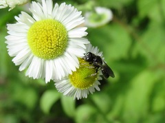 Crossocerus assimilis