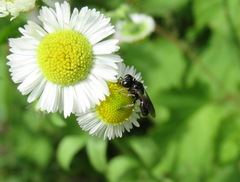 Crossocerus assimilis