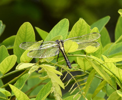 Gomphus vulgatissimus