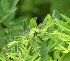 Gomphus vulgatissimus
