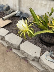 Selenicereus costaricensis