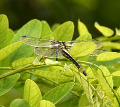 Gomphus vulgatissimus