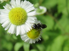 Crossocerus assimilis