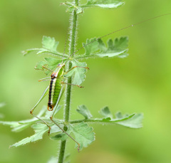 Poecilimon macedonicus