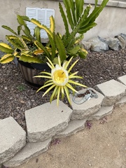 Selenicereus costaricensis