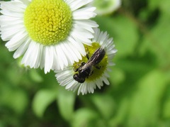 Crossocerus assimilis