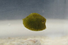 Acanthostracion quadricornis