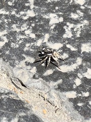 Menemerus semilimbatus