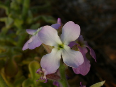 Matthiola tricuspidata