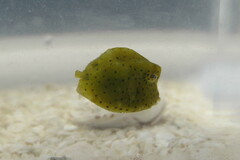 Acanthostracion quadricornis