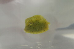 Acanthostracion quadricornis