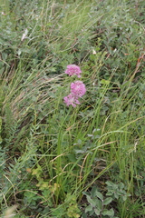 Allium amphibolum