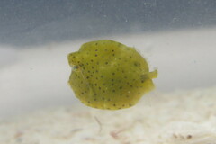 Acanthostracion quadricornis