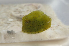 Acanthostracion quadricornis