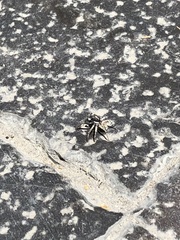 Menemerus semilimbatus
