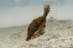 Monacanthus ciliatus