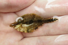 Monacanthus ciliatus