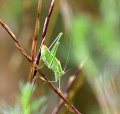 Poecilimon macedonicus