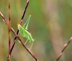 Poecilimon macedonicus