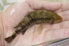 Centropristis striata