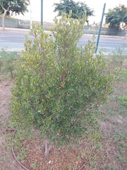 Rhamnus alaternus