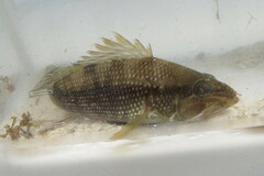 Centropristis striata