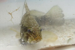 Centropristis striata