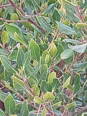 Rhamnus alaternus