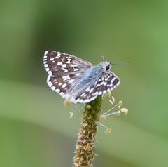 Pyrgus cinarae