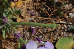 Matthiola tricuspidata