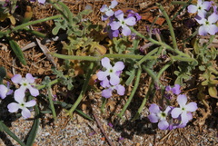 Matthiola tricuspidata