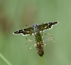 Pyrgus cinarae