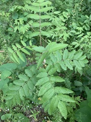 Sorbus aucuparia