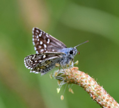 Pyrgus sidae