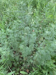 Artemisia macrantha