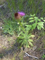 Cirsium drummondii