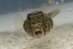 Sphoeroides nephelus