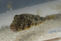 Sphoeroides nephelus
