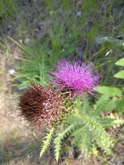 Cirsium drummondii