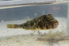 Sphoeroides nephelus