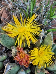 Pleiospilos compactus