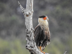 Caracara plancus plancus
