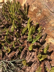 Polystichum mohrioides