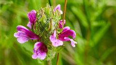 Pedicularis crenulata