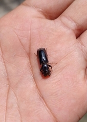 Polycaoninae