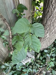 Toxicodendron radicans