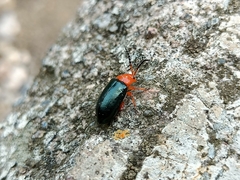 Phrynocepha pulchella